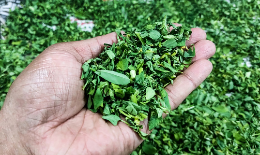 Bunch of green color dry Fenugreek leaves seasoning